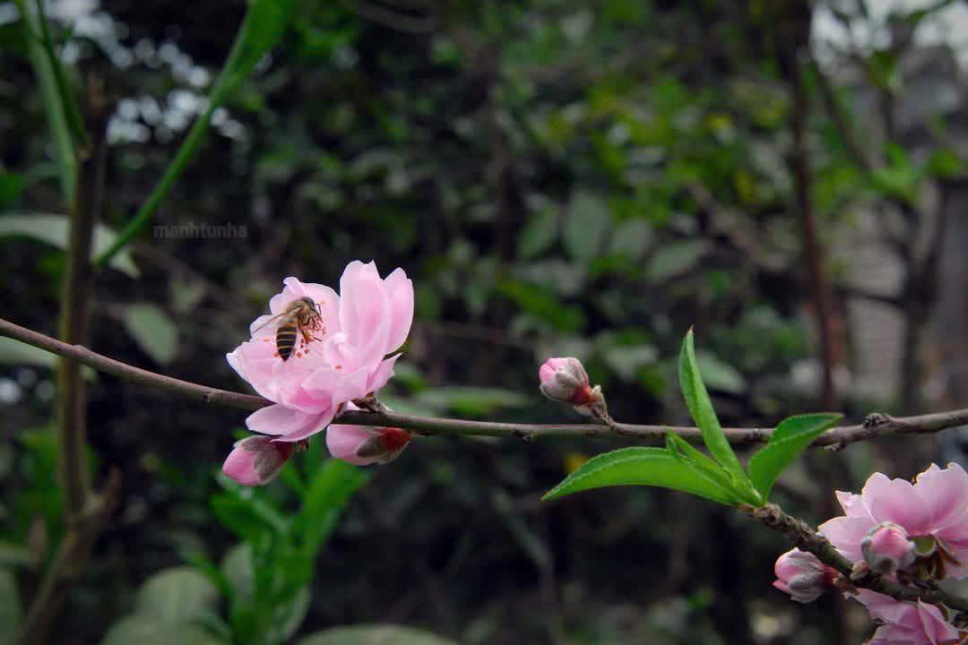 Đất Phương Nhi - Ngọc Hồi 60.8m² - Sẵn Sàng Đầu Tư Sinh Lời Cao