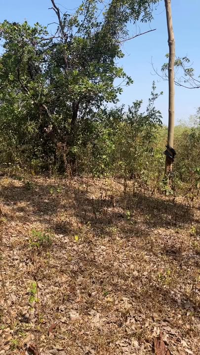 Cho thuê vườn cao su Ia Krêl Đức Cơ 450 cây - Đầu tư sinh lời ngay!