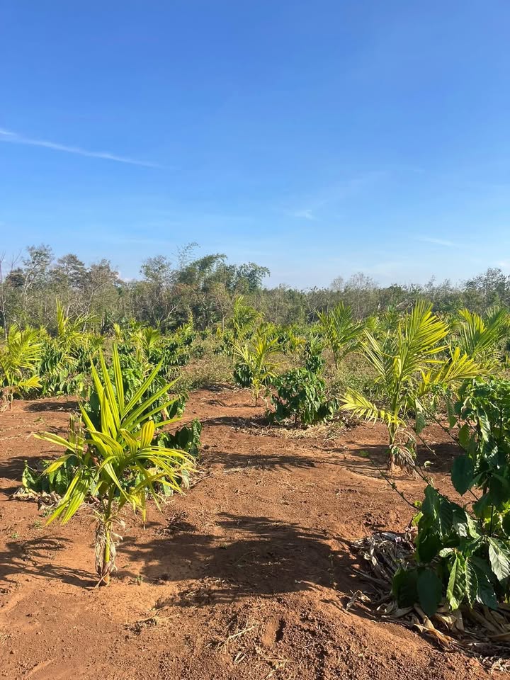 Bán 3.6 Sào Đất Nông Nghiệp Ea Tiêu, Đắk Lắk - Giá Tốt Đầu Tư