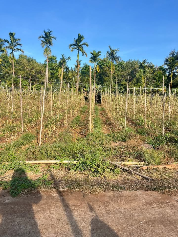 Đất nền Cư Kuin 650m² 920 triệu - Tiềm năng tăng giá!