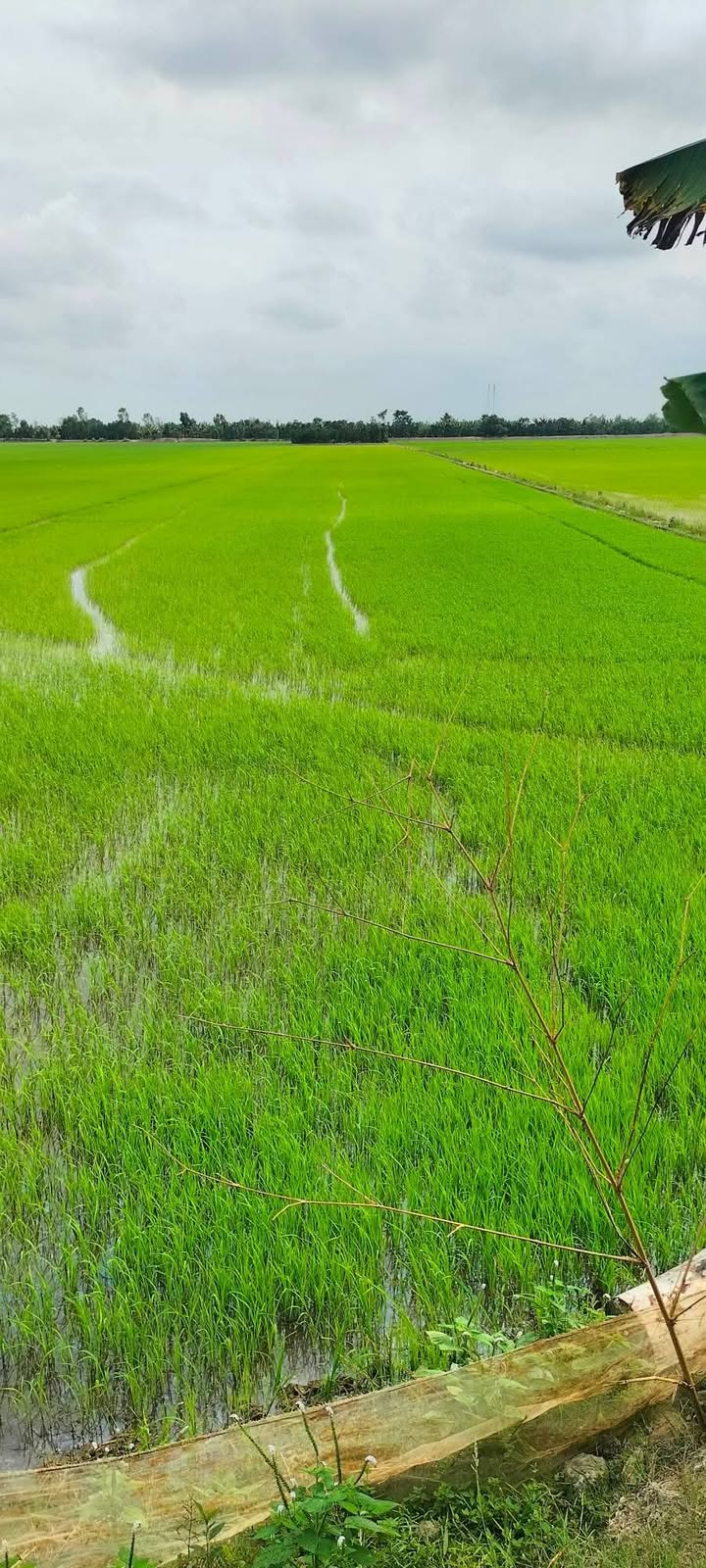 Bán Gấp 11.600m² Đất Ruộng Mặt Tiền Kinh 39m - Phú Điền, Đồng Tháp