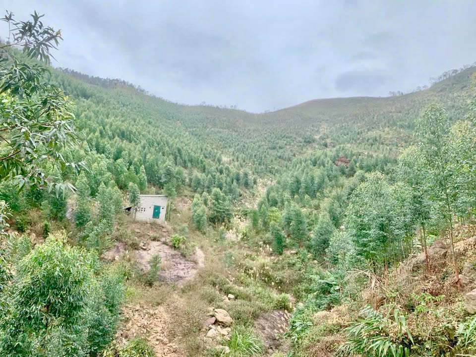 Bán Gấp 20ha Đất Giao Khoán tại Đông Triều, Quảng Ninh - Sẵn Sàng Phát Triển