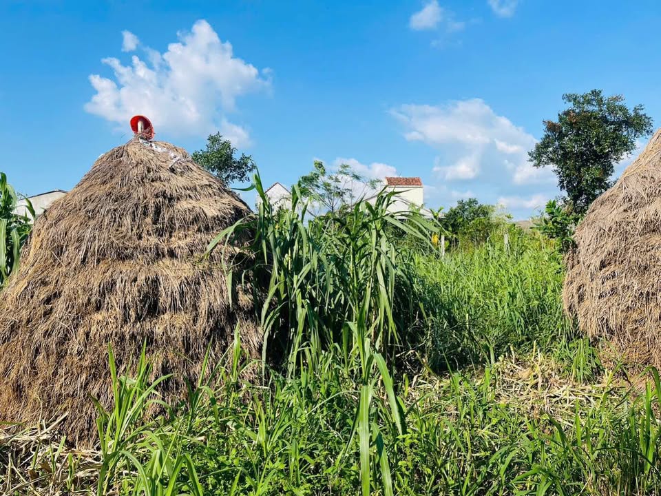 Lô đất Nghĩa Thuận, Quảng Ngãi 2300m² - Sổ đỏ chính chủ, đường ô tô!