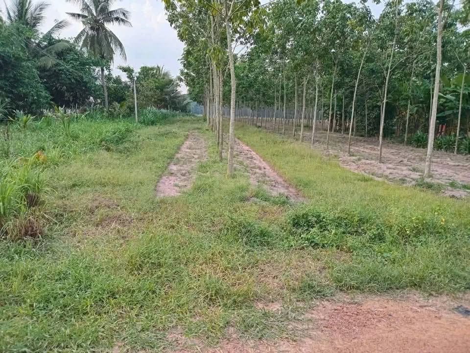 Đất nền Dương Minh Châu 460m² giá 670 triệu - Sổ đỏ chính chủ!