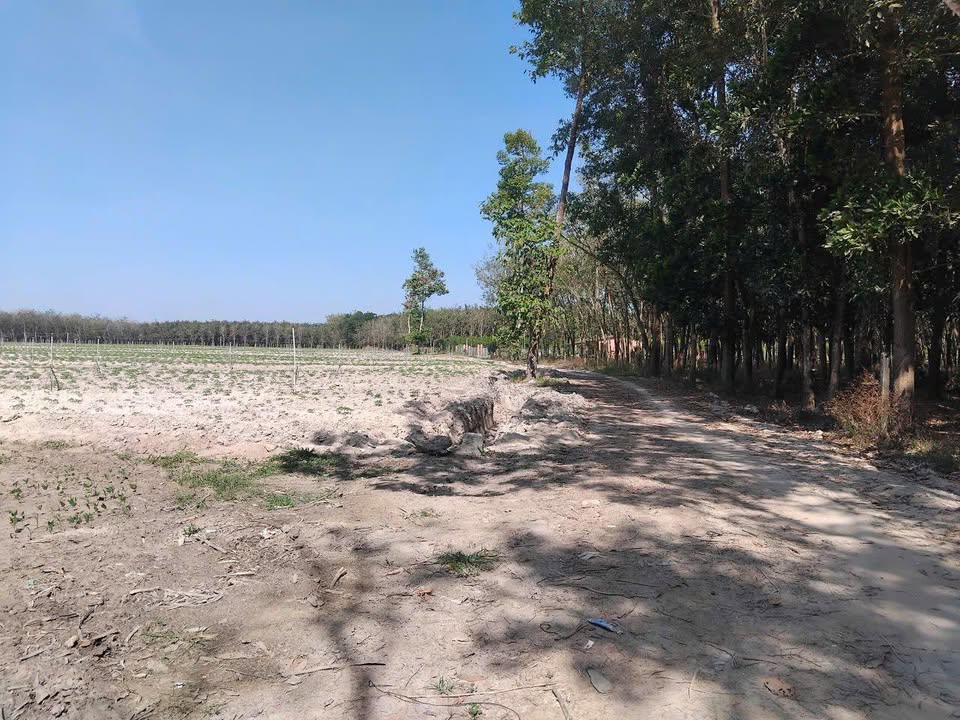 Bán Đất Vườn 500m² TP. Tây Ninh - Trồng Sầu Riêng, Ô Tô Tới Nơi