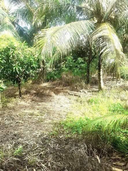 Đất thổ cư Vĩnh Long 116m² - Sổ đỏ sẵn, giá chỉ 125 triệu