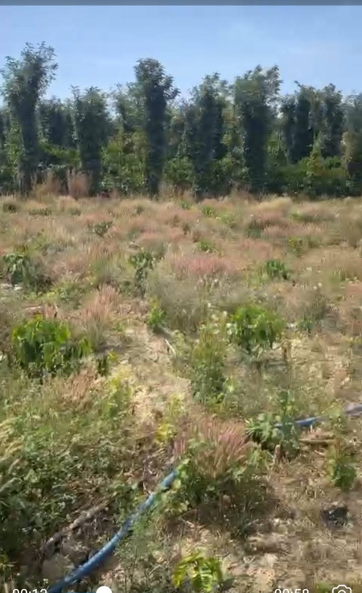 Bán Đất Trồng Cà Phê 4400m² Ea Kao, Buôn Ma Thuột - Sẵn Thu Nhập