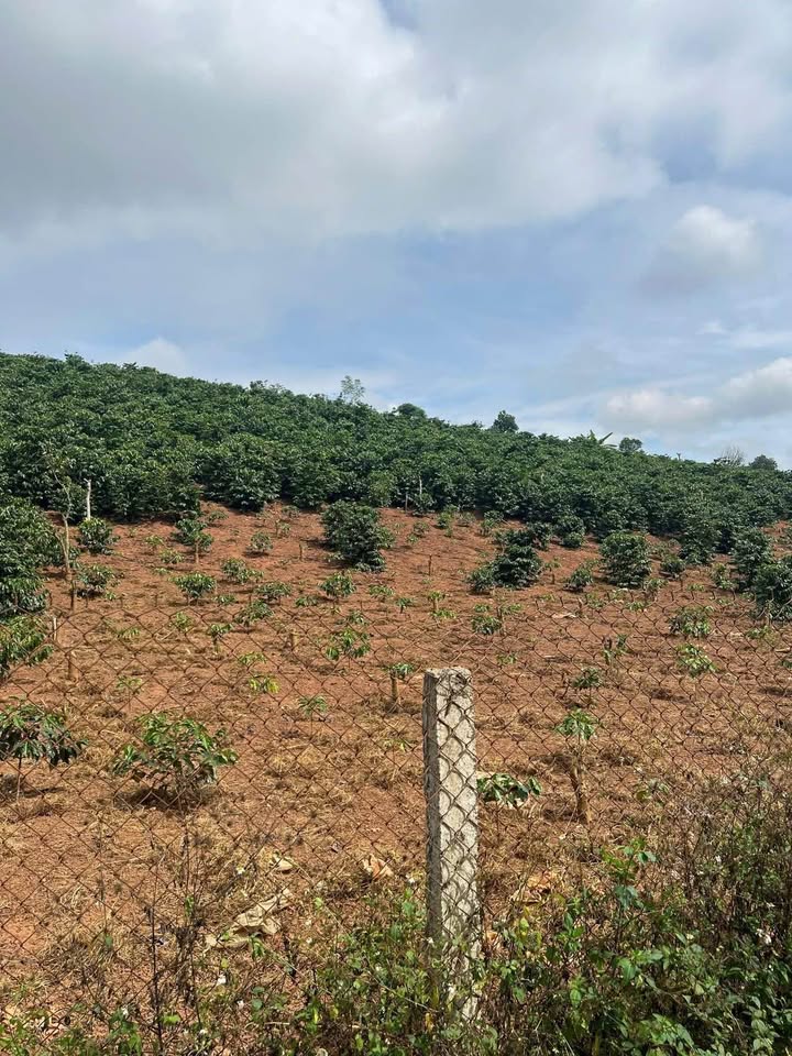 Đất vườn cà phê TP. Sơn La 7000m² giá 1.38 tỷ - Nghỉ dưỡng lý tưởng