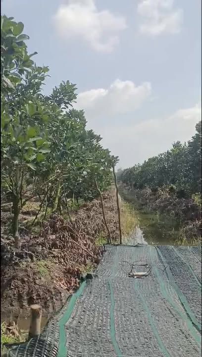 Đất nền Mỹ Hiệp 22000m² - Sổ đỏ chính chủ, tiềm năng sinh lời!