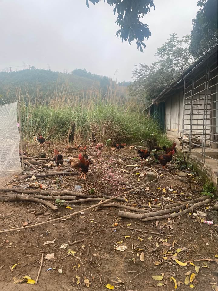 Đất nền Yên Bái 100m² - Đất thổ cư 100%, Sổ đỏ trao tay!