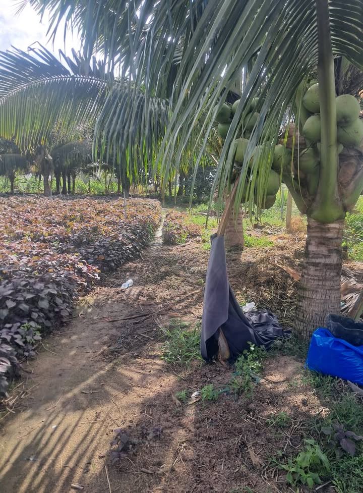 Đất nền Vĩnh Hòa Nha Trang 527m² - Đường to ô tô tận nơi!