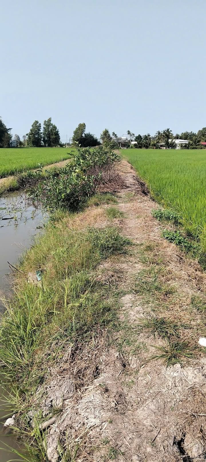 Đất Lúa 3044m² Phường Vị Tân Cần Thơ - Giá Đầu Tư 4.2 Tỷ