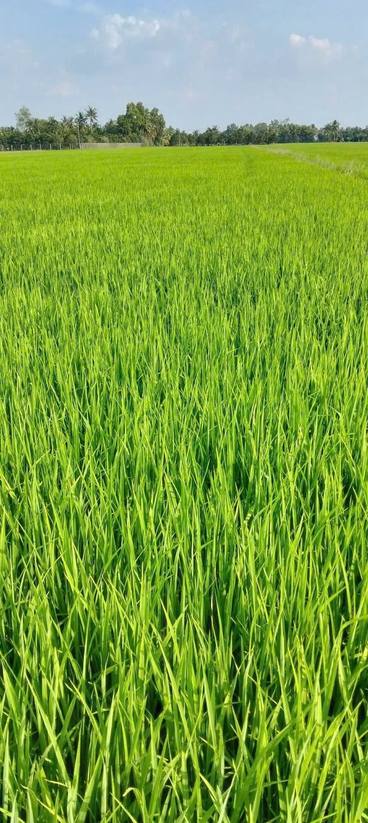 Bán Đất Vườn 9000m² TP Cần Thơ - Sẵn Sàng Đầu Tư