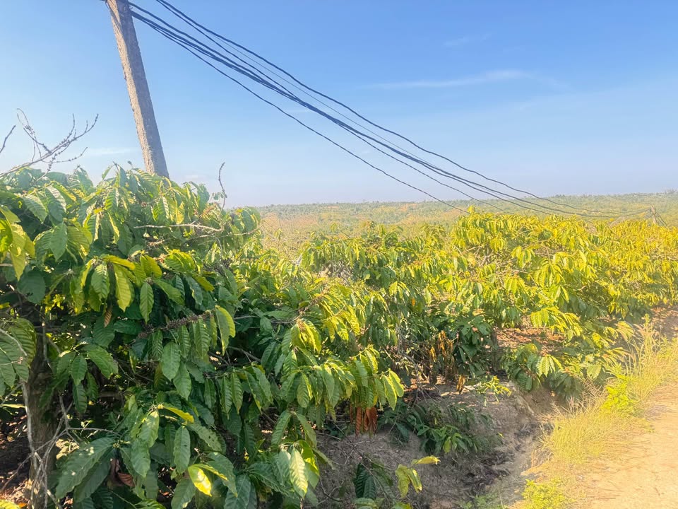 Bán Đất Nông Nghiệp Krông Năng 10.000m² - Vị Trí Đẹp, Giá Tốt