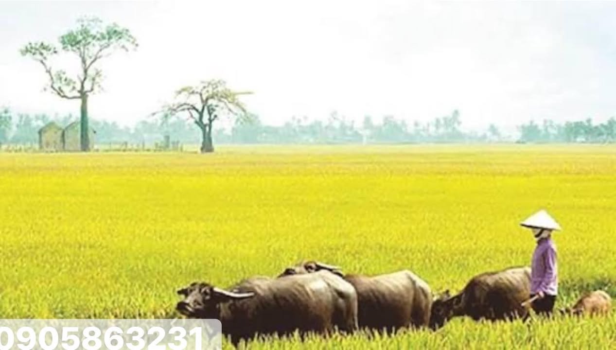 Đất nền Duy Phước, Duy Xuyên 290m² - Tiềm năng tăng giá vượt trội!