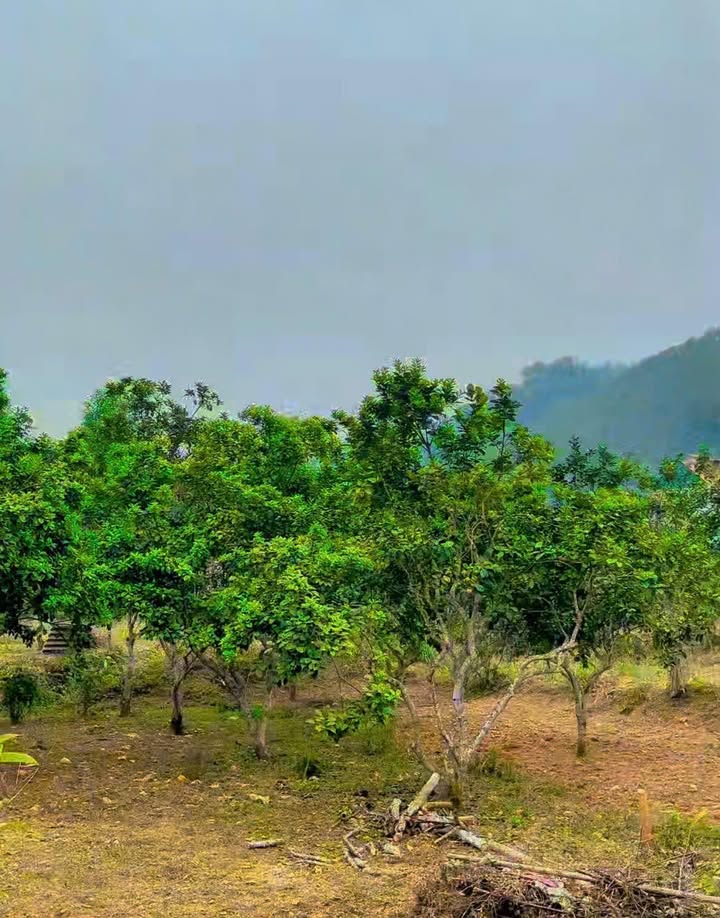 Đất Tuyên Quang 360m² - Sổ hồng chính chủ, giá chỉ 1.6 tỷ