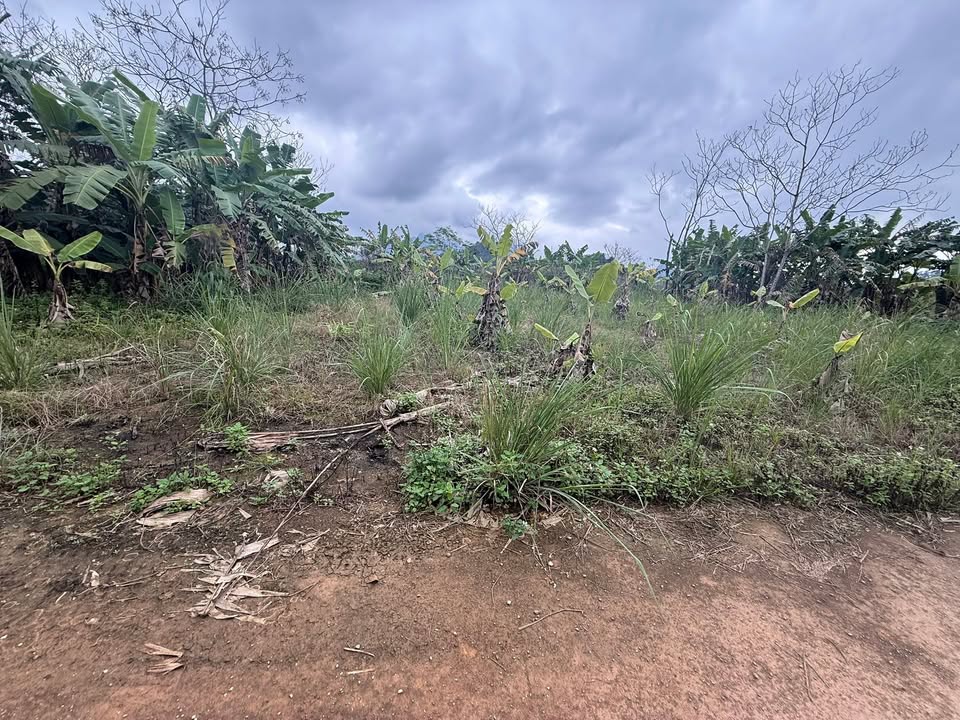 Bán Đất Vàng Xã Phong Quang, Hà Giang - 900m² Sổ Đỏ, Mặt Tiền Rộng