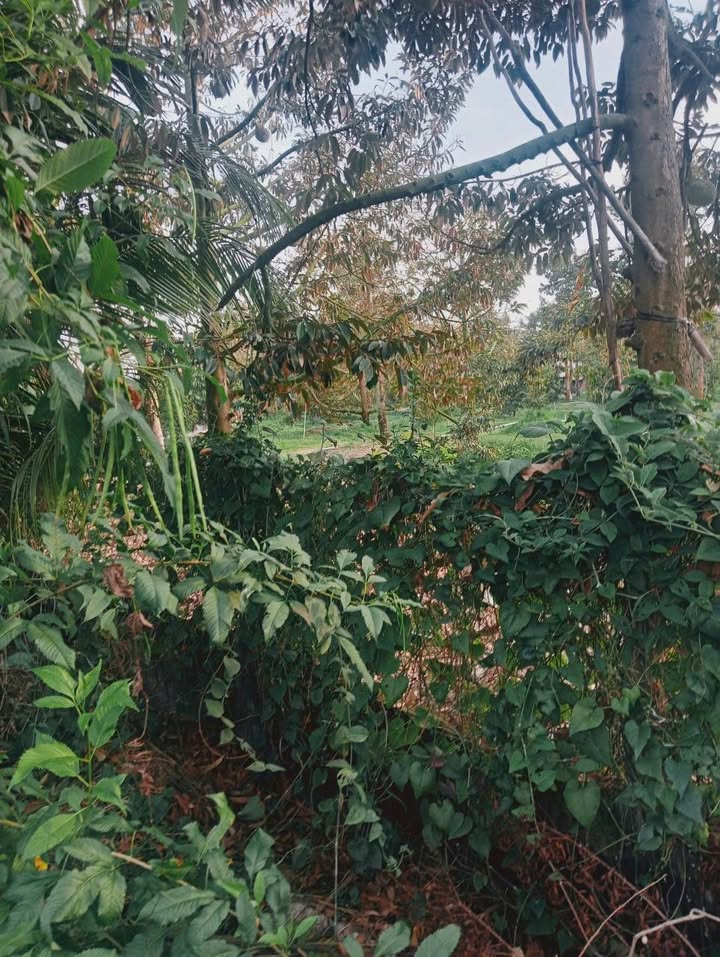 Đất Vườn Phú An 16.000m² - Hợp tác làm ăn lâu dài, đầu tư sinh lời!