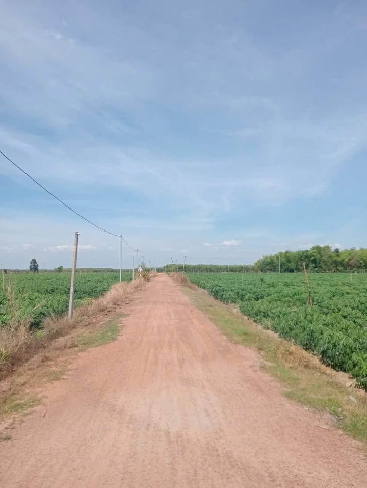 Đất rẫy Tân Hội Tây Ninh 20000m² - Tiềm năng đầu tư vượt trội