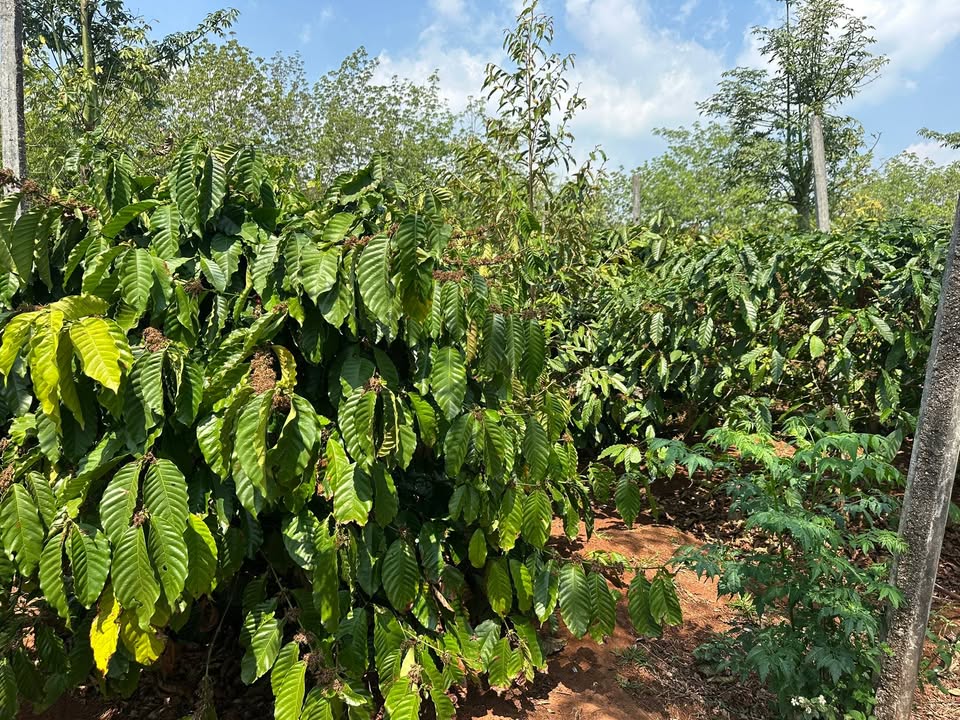 Đất Nền 1ha Xã Lơ Ku, KBang 1.8 Tỷ - Tiềm Năng Tăng Giá Vượt Trội!