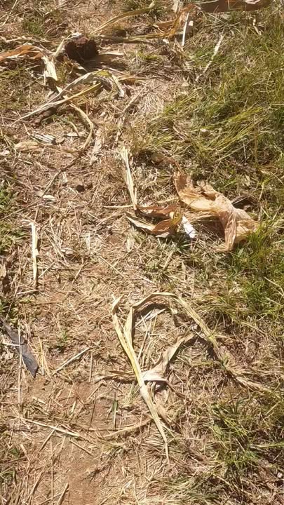 Đất vườn hom tây Tuy Phước 720m² 590 triệu - Sổ đỏ chính chủ