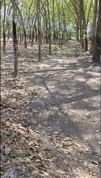 Đất nền Chánh Phú Hòa 214m² - Sổ đỏ chính chủ, tiềm năng sinh lời!