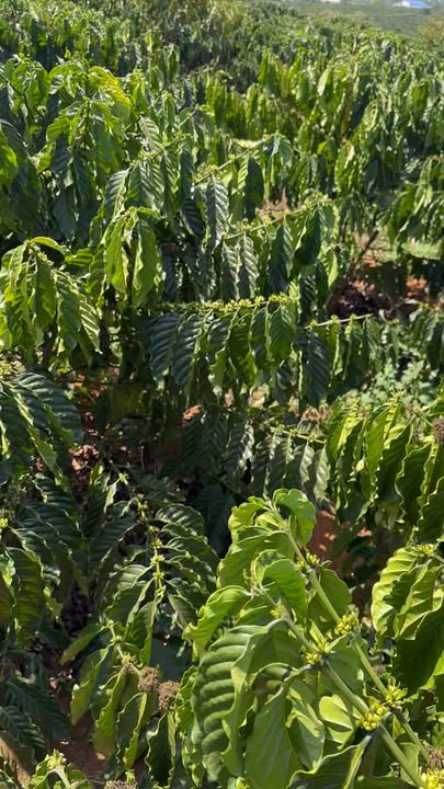 Bán Gấp Farm 8000m² Đan Phượng - Mặt Tiền 60m Đường Đất, Giá 4.2 Tỷ