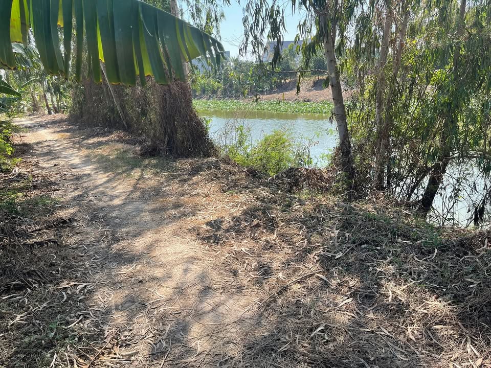 Bán 48 công đất ruộng Tân Công Sính, Đồng Tháp - 120tr/1000m² - Sổ đỏ