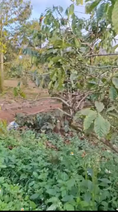 Đất nền Krông A Na 1116m² - Sổ đỏ chính chủ, bán gấp!