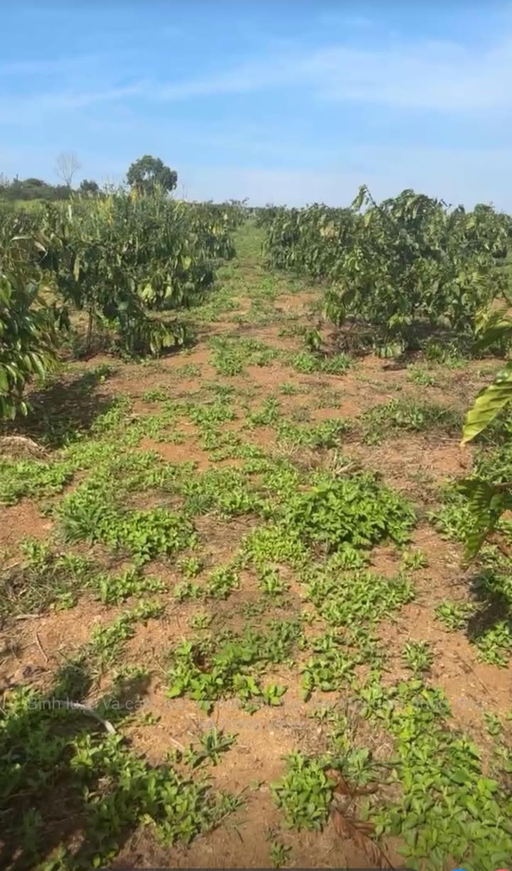 Farm 10.000m² Đắk Lắk - Mặt tiền 50m Đường Bê Tông, Sầu Riêng & Cà Phê - 2.55 Tỷ