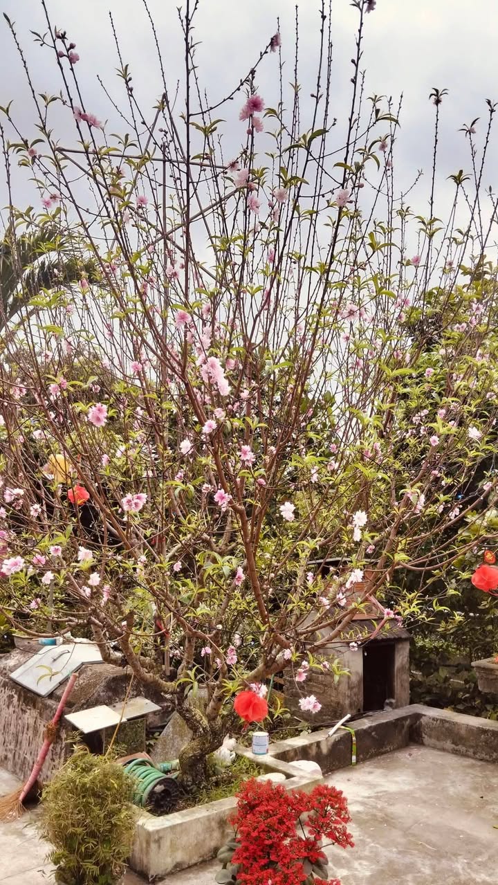 Cho thuê mặt bằng Quốc lộ 31 Sơn Động - Mặt tiền kinh doanh đắc địa