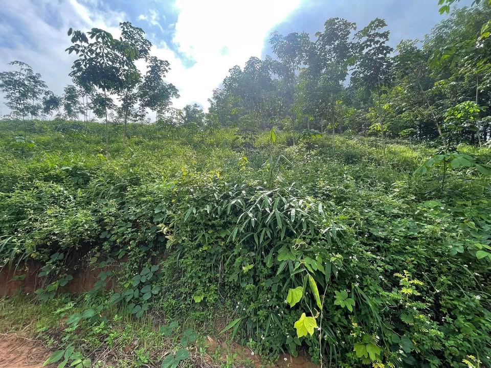 Bán Đất Vườn Đắk Bla Kon Tum 5 Sào 310 Triệu - Đầu Tư Dài Hạn!