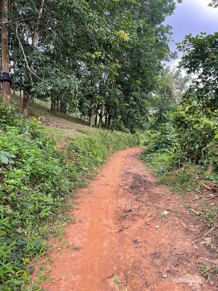 Bán Đất Rẫy Đắk Blà Kon Tum 3.600m² - Sổ Hồng Chính Chủ