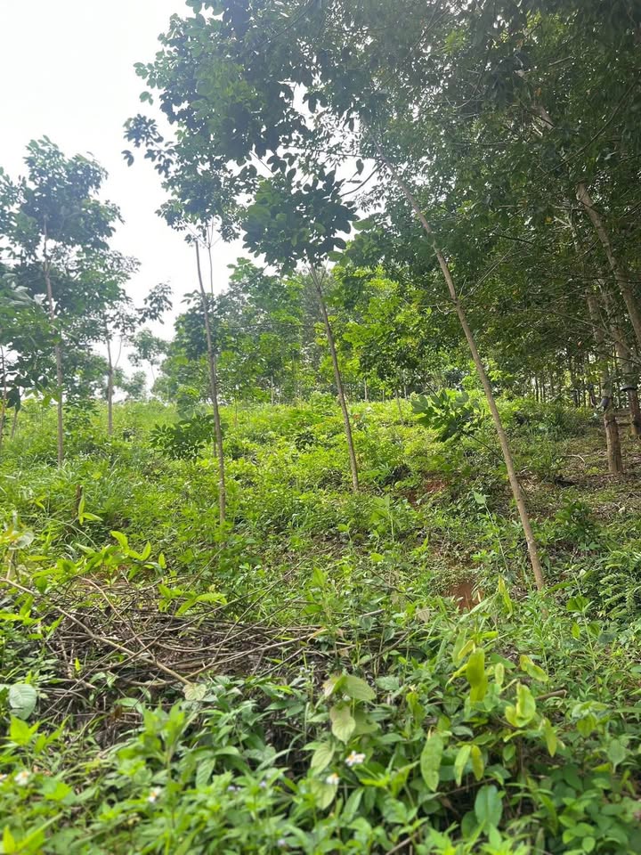 Bán Đất Rẫy TP Kon Tum Gần 5 Sào 390 Triệu - Sổ Hồng Sẵn