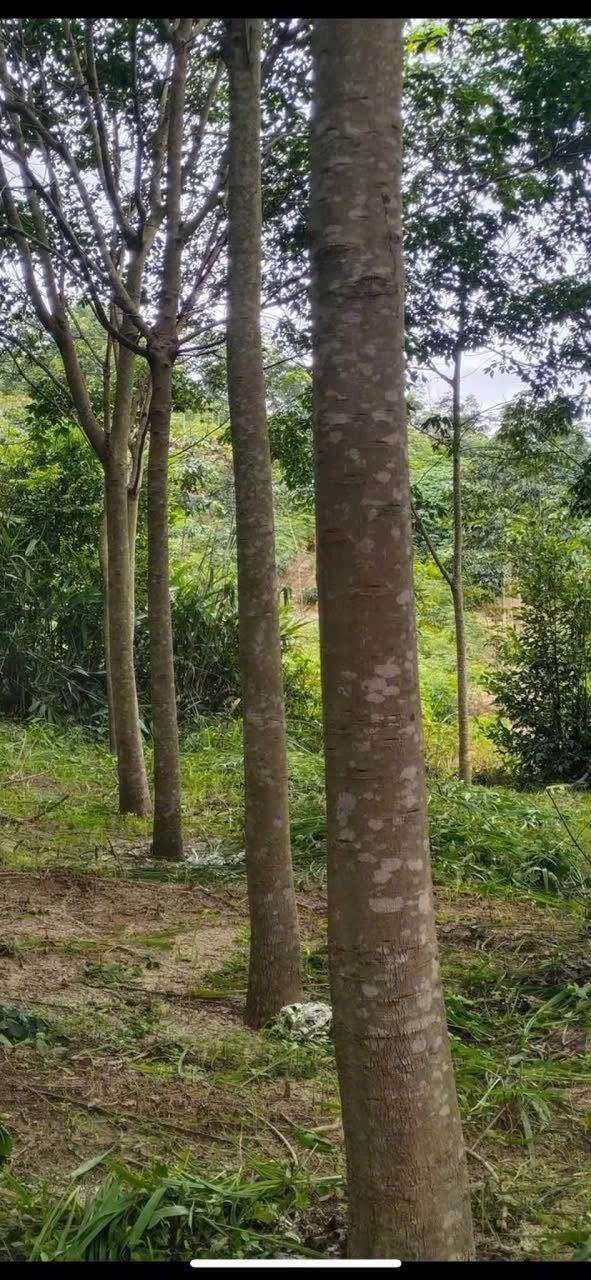 Bán Rẫy Cao Su 2.2ha Kon Tum - Giá Hời 9xx Triệu, Sổ Hồng