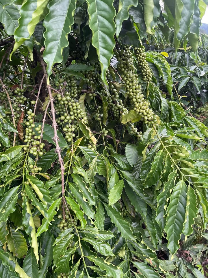 Bán Farm 2ha Tân Cảnh, Đắk Tô 1.75 tỷ - Đầu tư dài hạn!