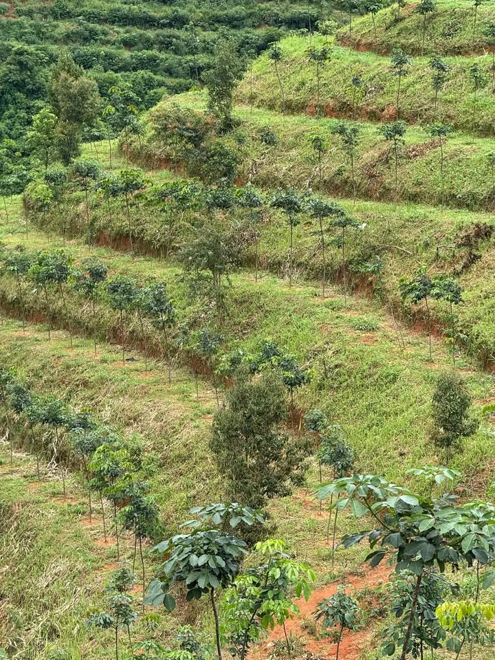 Đất Vườn Đắk Blà 2.9ha Kon Tum - Cơ hội Đầu tư dài hạn sinh lời!