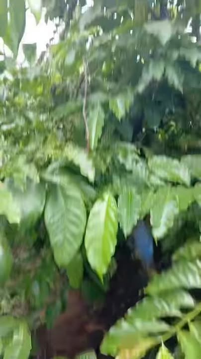 Rẫy cà phê Đắk PXi 5000m² - Đang kinh doanh, sinh lời ngay!