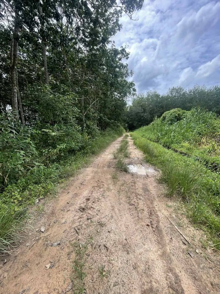 Bán nhanh 3500m² đất farm Hòa Bình, Kon Tum - Sổ hồng sẵn