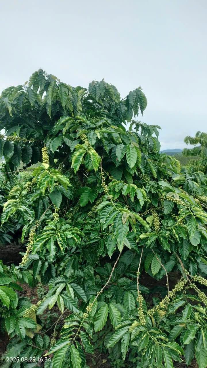 Bán Rẫy Cà Phê 1.6ha Đăk Hà, Kon Tum - Sổ Đỏ, Đường Nhựa, Tưới Điện 3 Pha