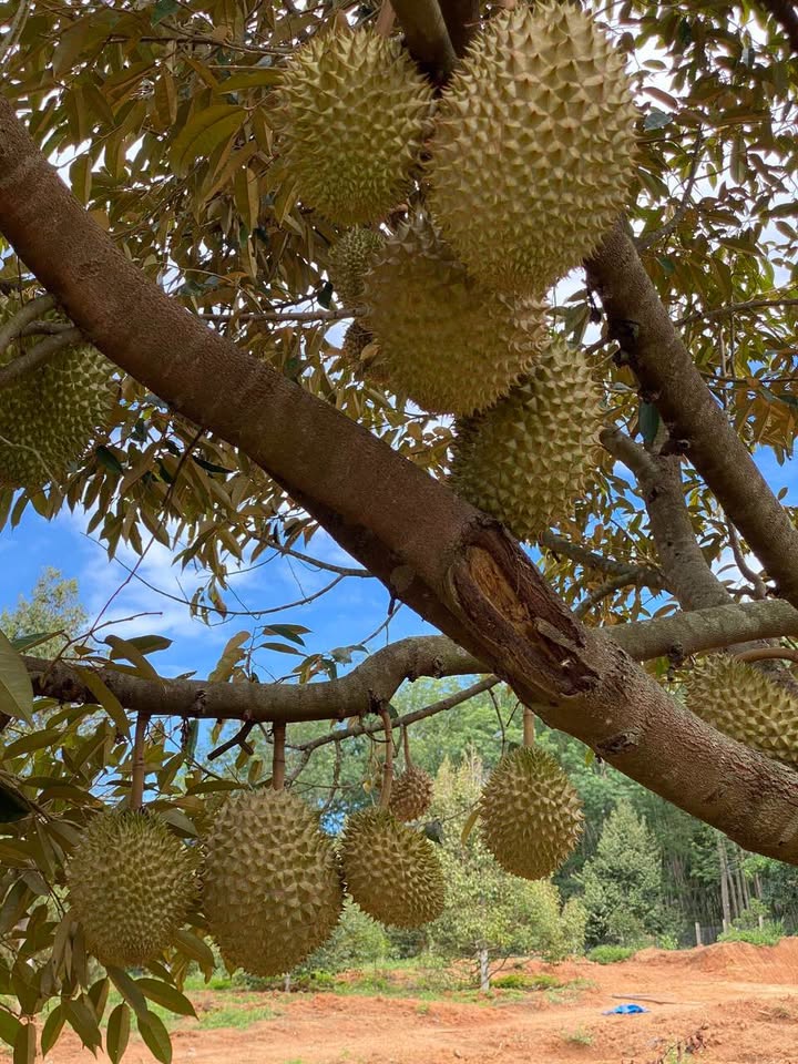 Rẫy Thôn 2 Đắk Glei 2ha - Đầu tư dài hạn, sinh lời bền vững!