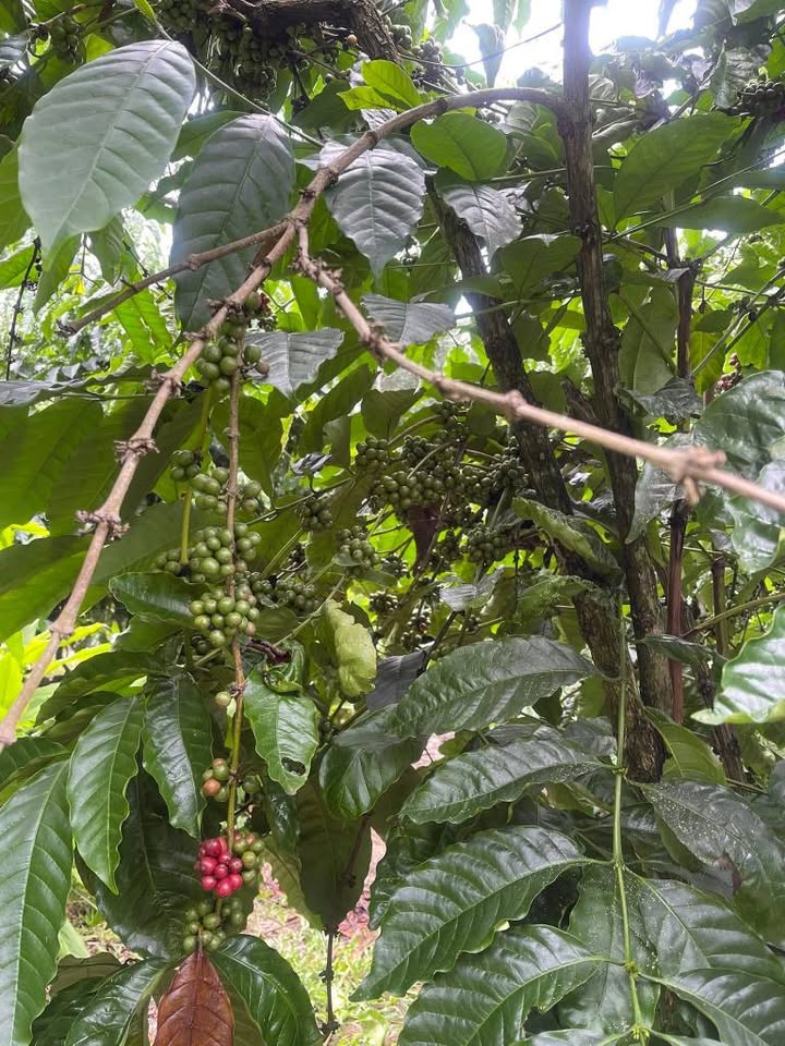 Bán 10.000m² Đất Cà Phê Thổ Nhĩ Kỳ, Kon Tum - Giá 1 Tỷ Tốt