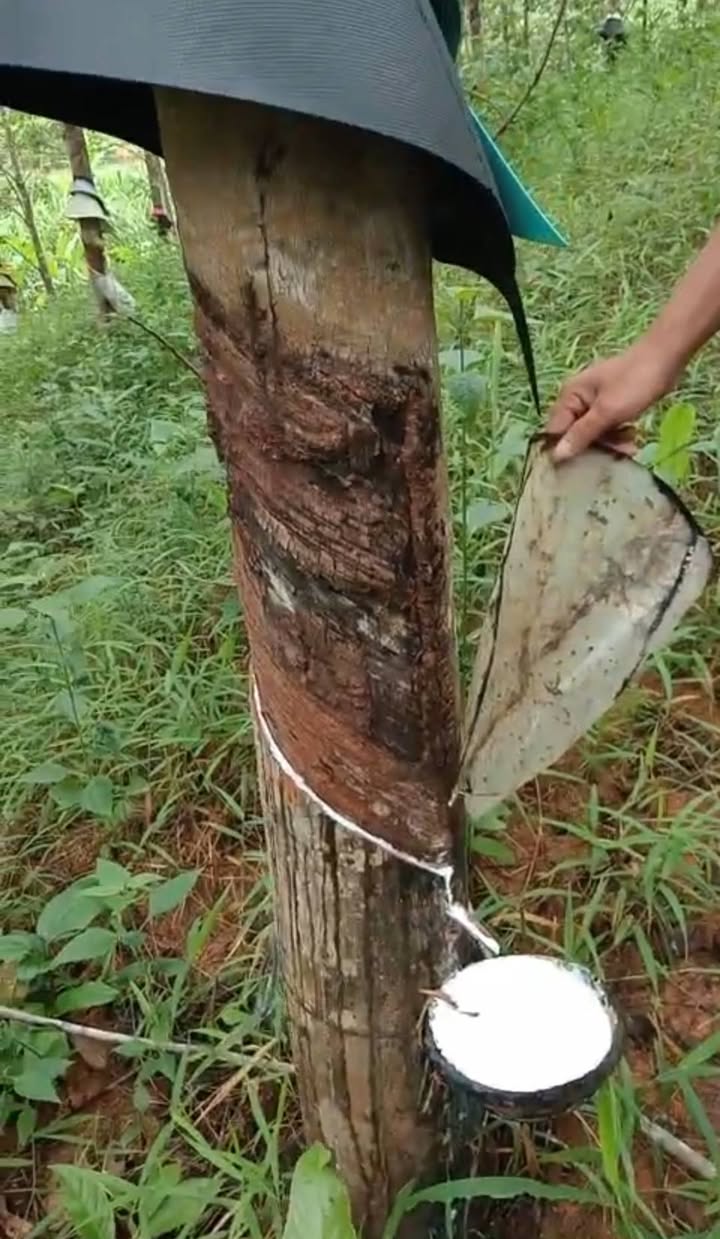 Rẫy Cao Su Ngok Réo, Đắk Hà 10 hecta – Nguồn thu ổn định, sinh lời ngay!