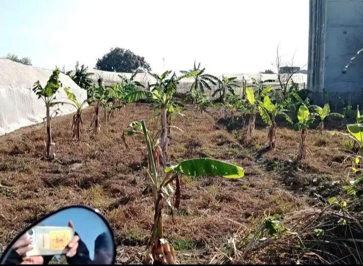 Đất nền Ninh Phước 729m² - Đường ô tô, tiềm năng tăng giá!