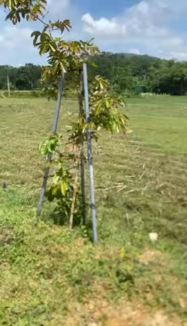 Đất nền Sơn Lễ Hương Sơn 360m² - Chỉ từ 1 tỷ, đường to ô tô!