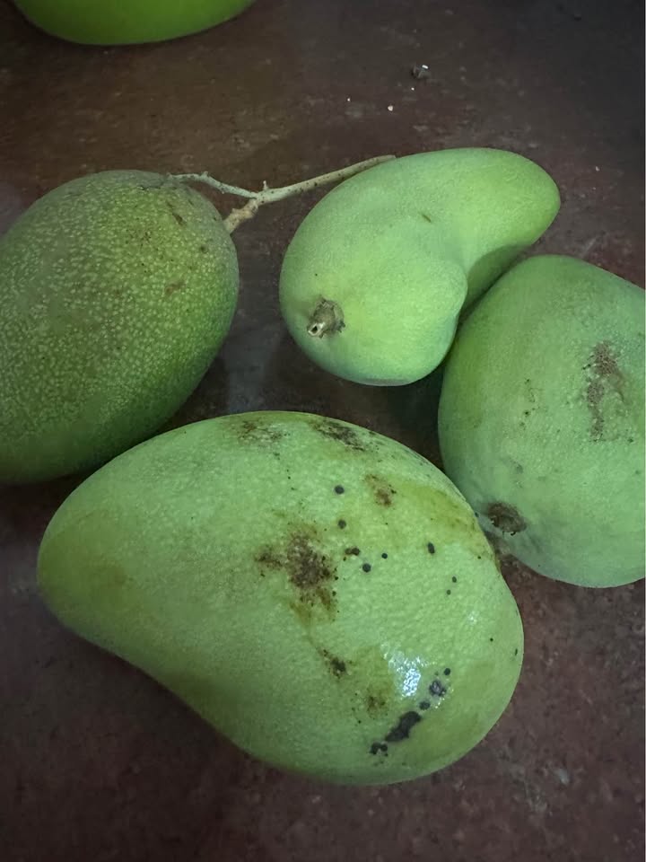 Nhà cấp 4 Phường 11 Vũng Tàu 100m² giá 3.5 triệu - Giá tốt hiếm có!