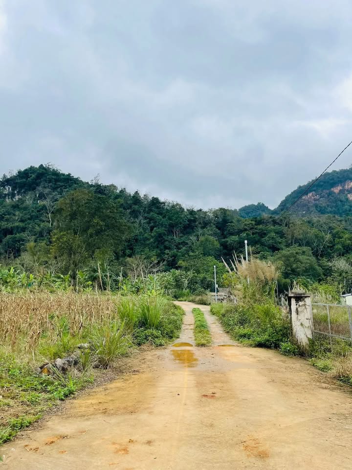 Đất Vị Xuyên Hà Giang 900m² - Gần Cổng Chào Phong Quang, Giá Đầu Tư Hời