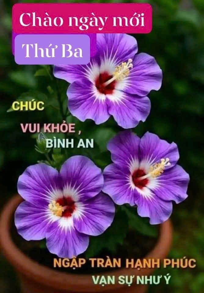 Đất nền Mỹ Phong Mỹ Tho 159m² vài trăm triệu - Đất thổ cư