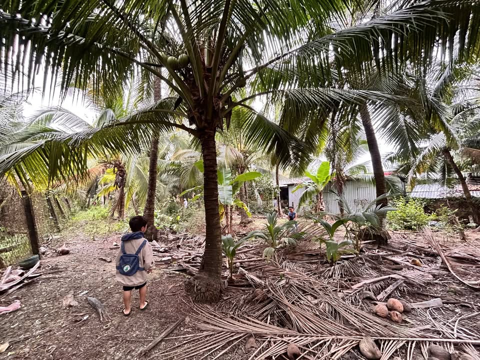 Đất vườn Châu Thành, Tiền Giang 972m² - Sổ đỏ chính chủ, lên thổ cư!