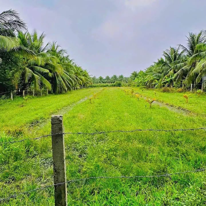 Đất nền Chợ Gạo 1928m² giá 1.65 tỷ - Sổ đỏ chính chủ, view kênh!